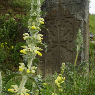 Phlomoides laciniata